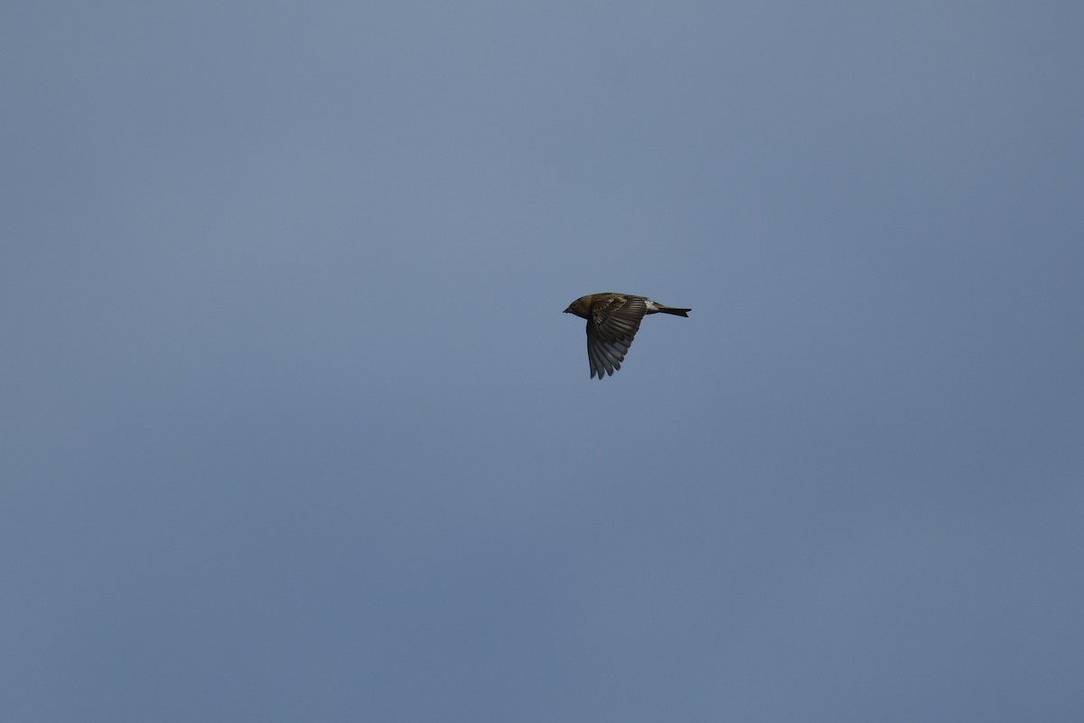 Plain Mountain Finch - ML619825580