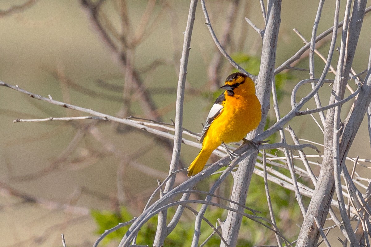 Bullock's Oriole - ML619825585