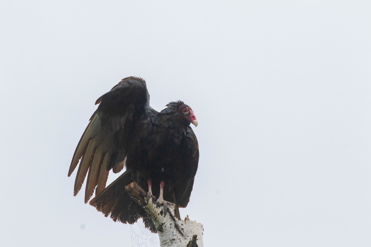 Turkey Vulture - ML619825615