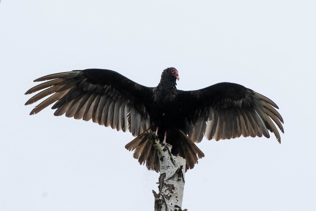 Turkey Vulture - ML619825616
