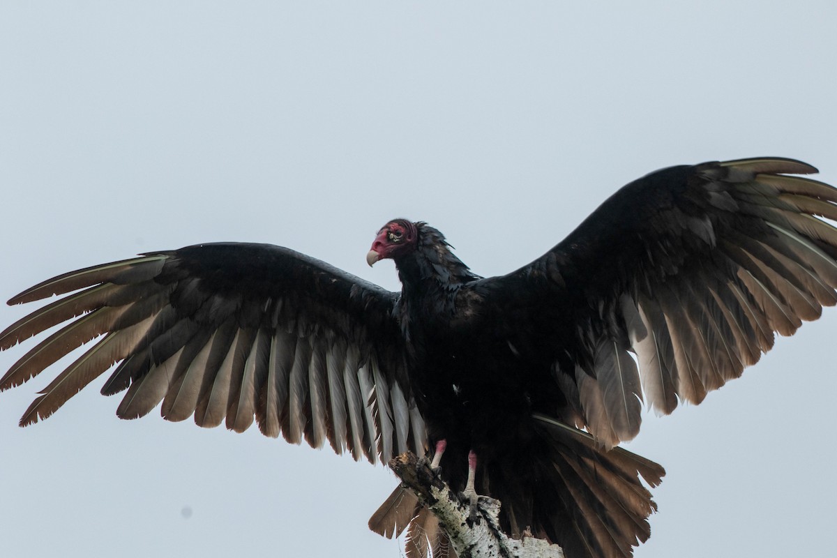 Turkey Vulture - ML619825618
