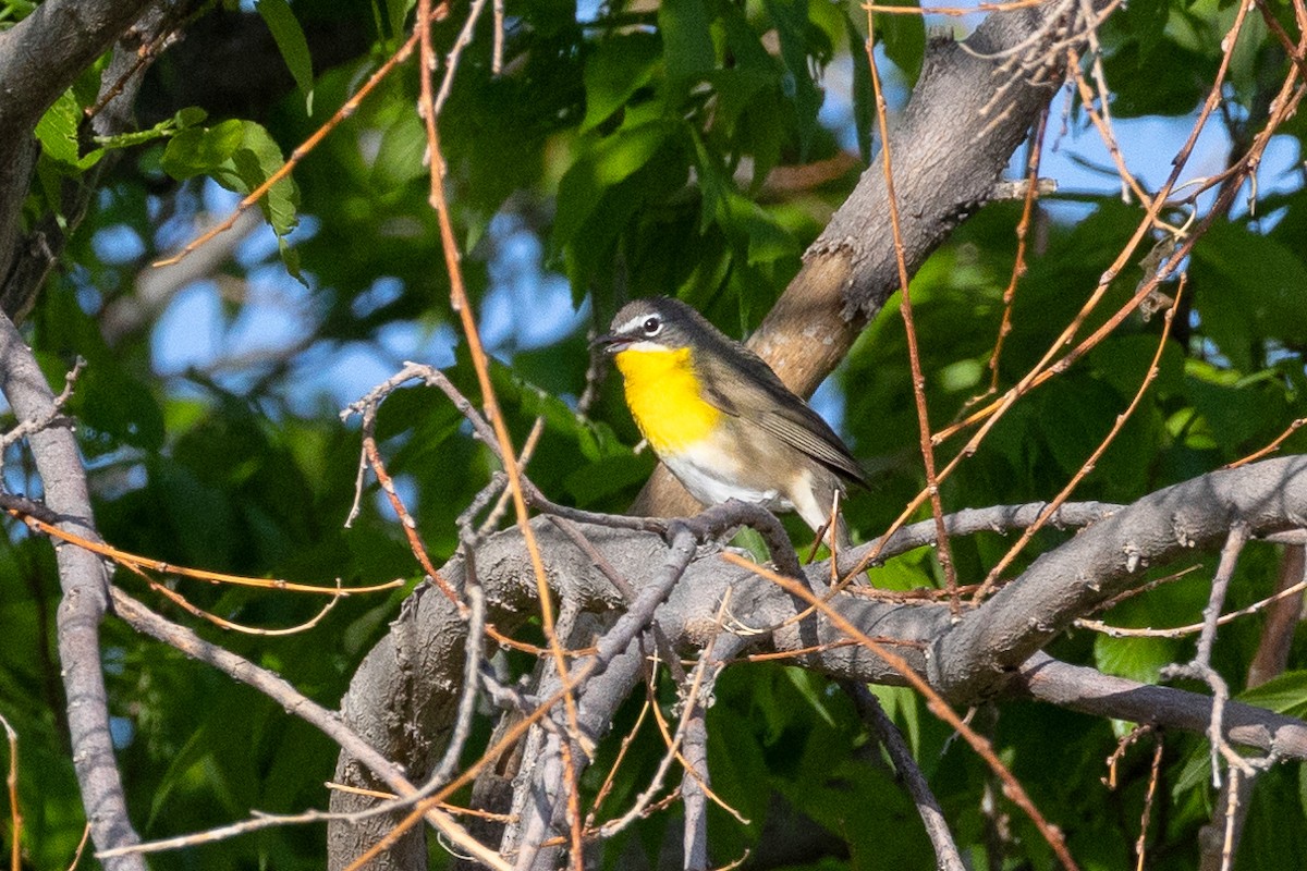 Yellow-breasted Chat - ML619825629