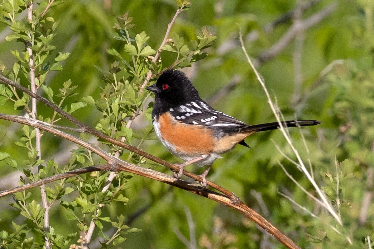 Spotted Towhee - ML619825636