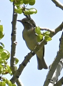 Warbling Vireo - ML619825648