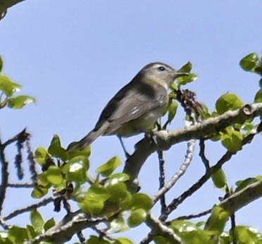 Warbling Vireo - ML619825650