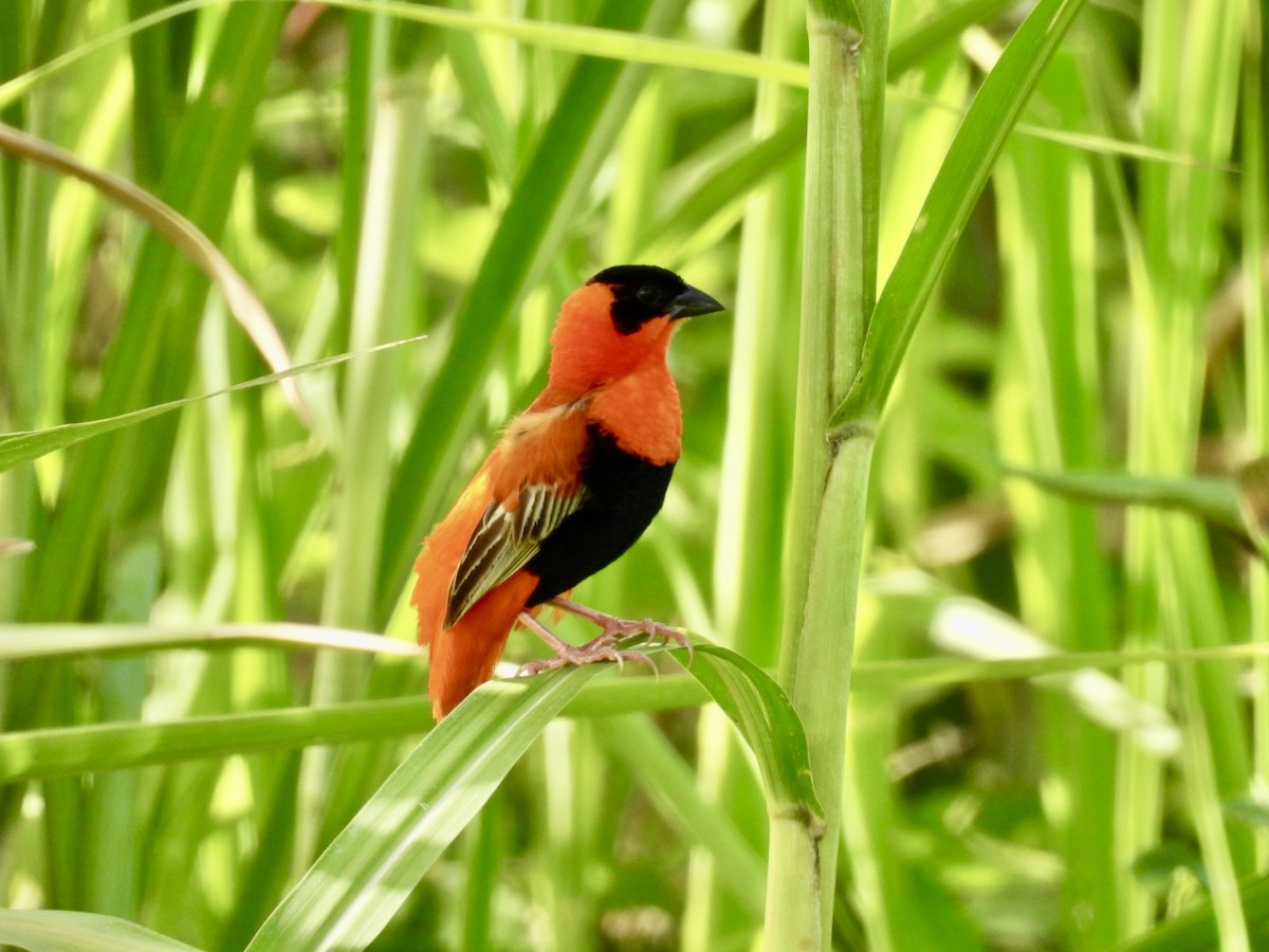 Northern Red Bishop - ML619825660