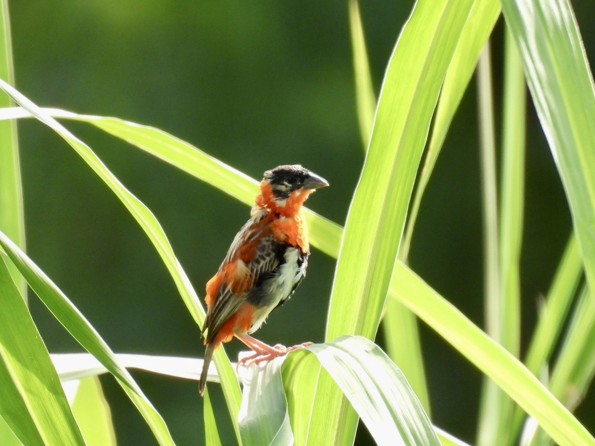 Northern Red Bishop - ML619825661