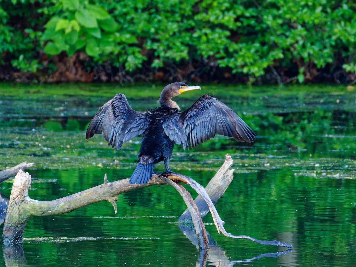 Double-crested Cormorant - ML619825666