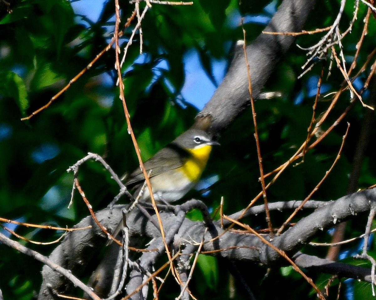 Yellow-breasted Chat - ML619825674