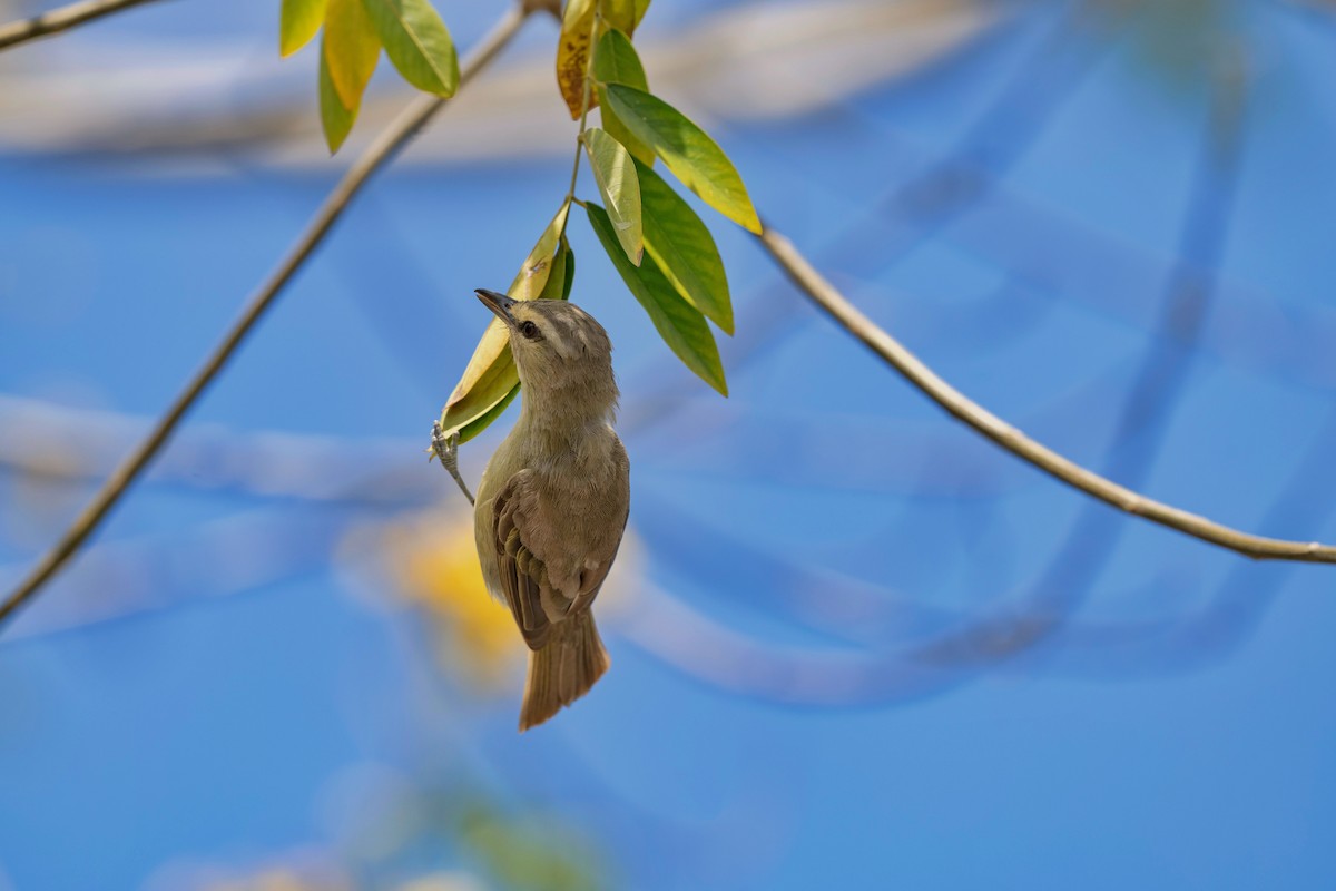 Yucatan Vireo - ML619825676