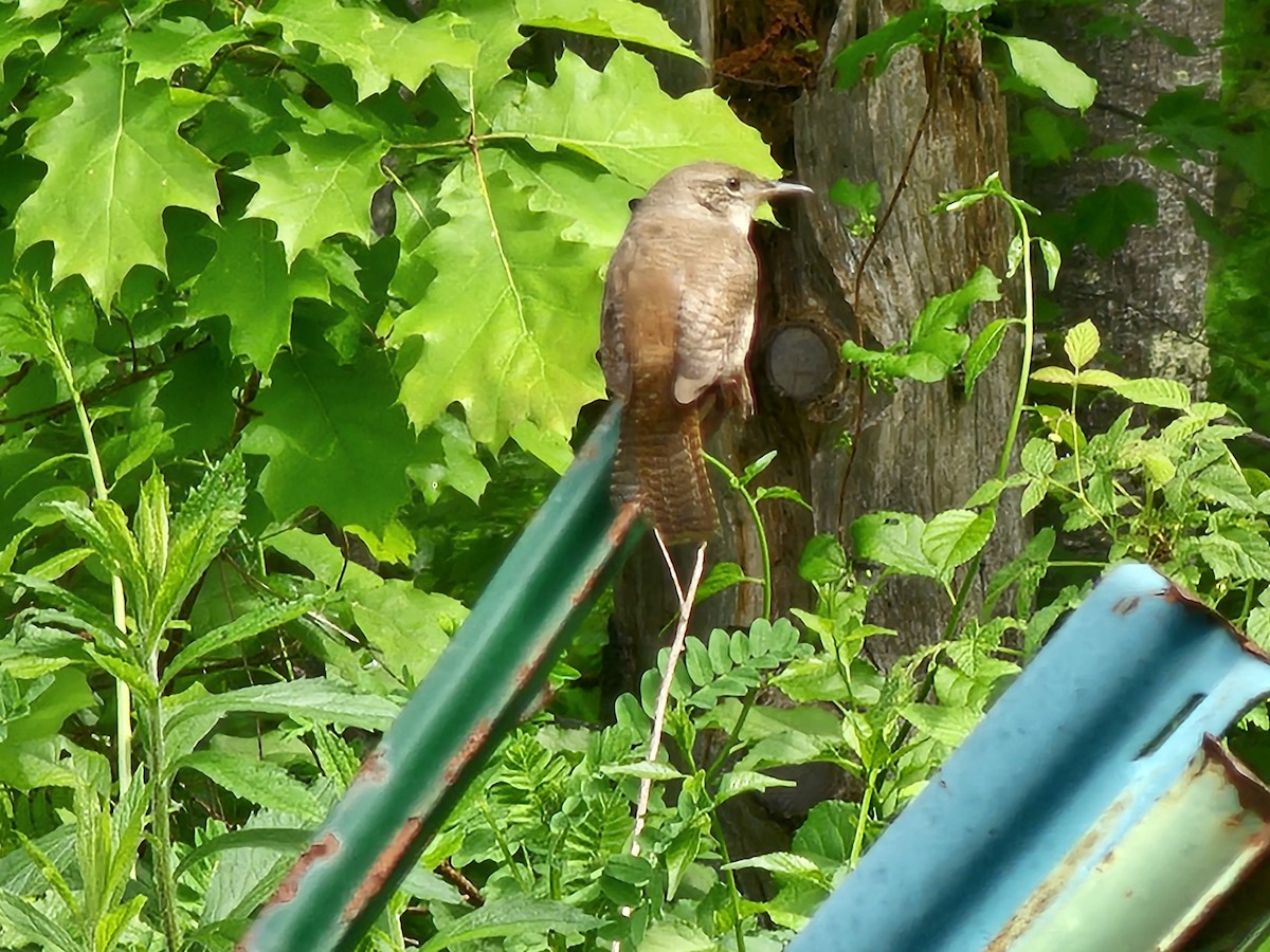 House Wren - ML619825679