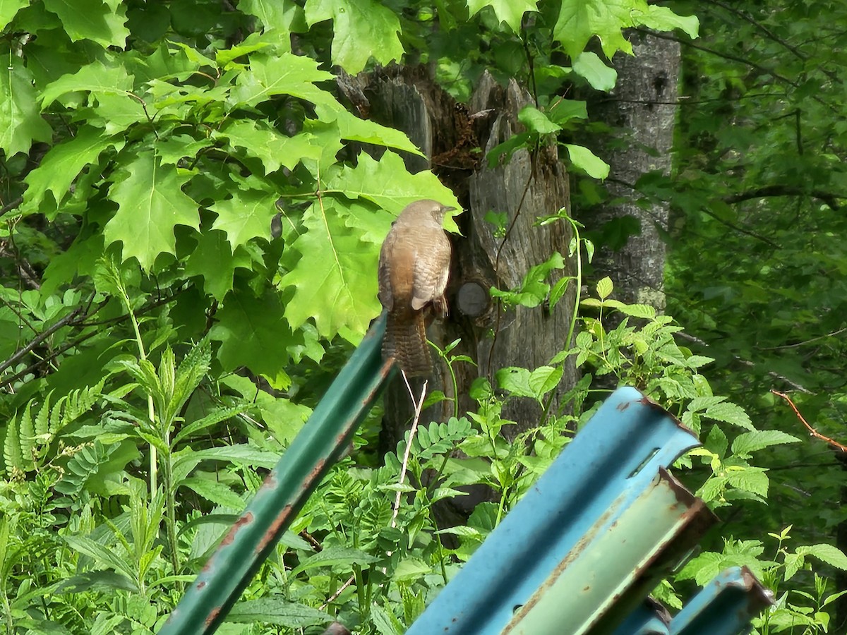 House Wren - ML619825680