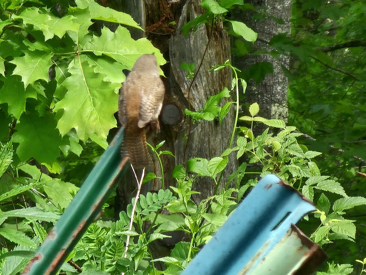 House Wren - ML619825681