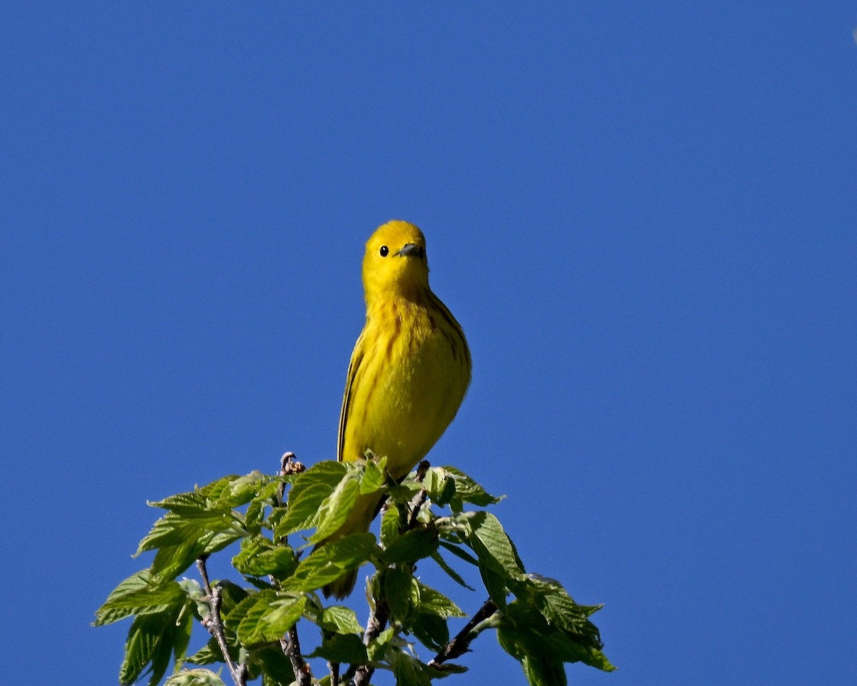 Yellow Warbler - ML619825684