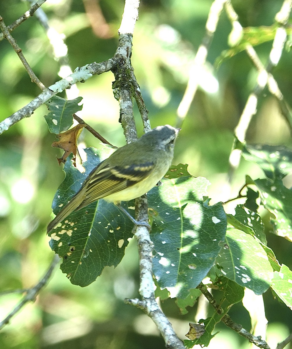 Mottle-cheeked Tyrannulet - ML619825690