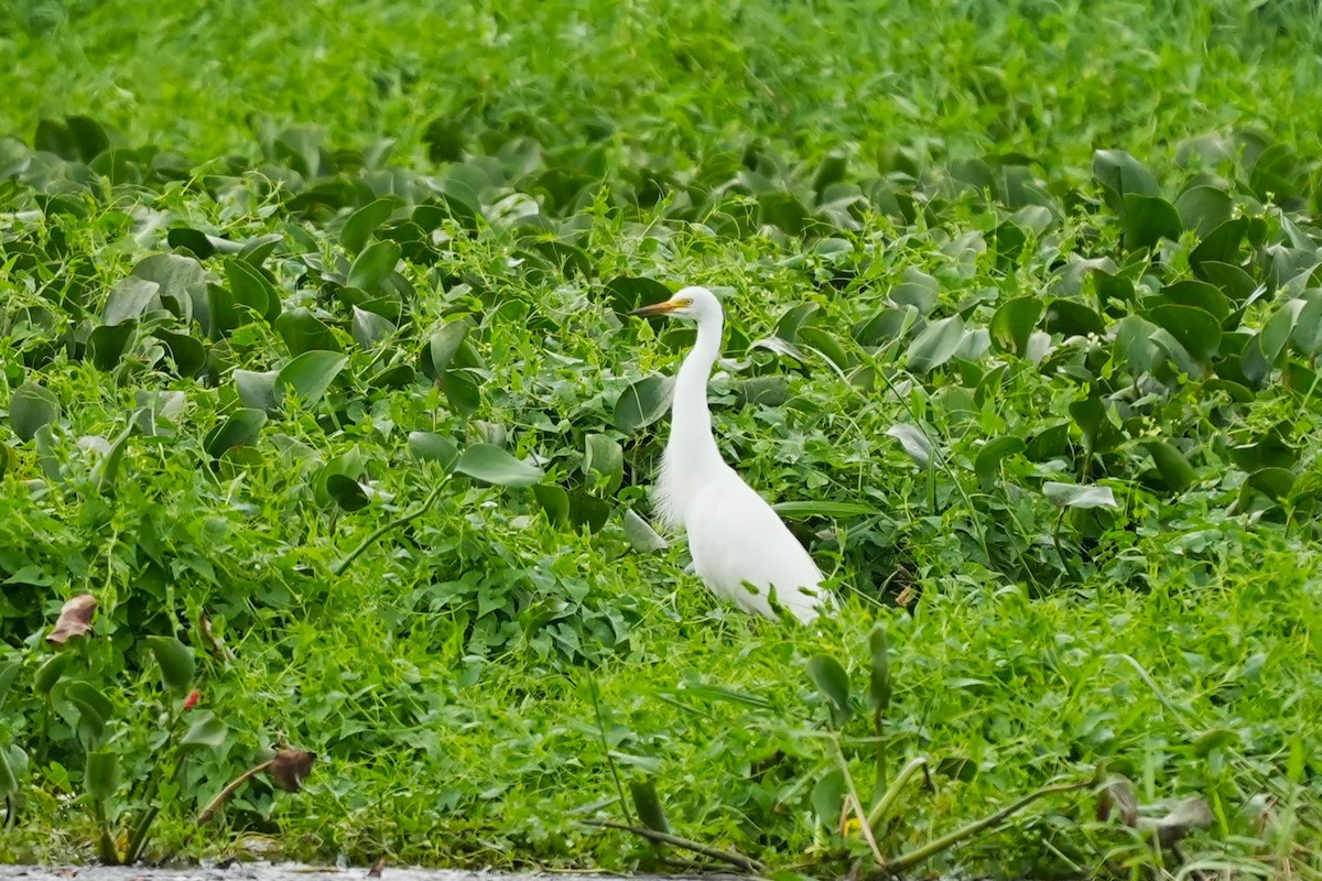 中白鷺 - ML619825693