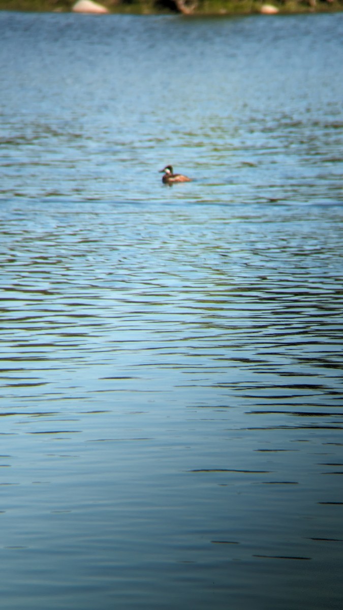 Ruddy Duck - ML619825707