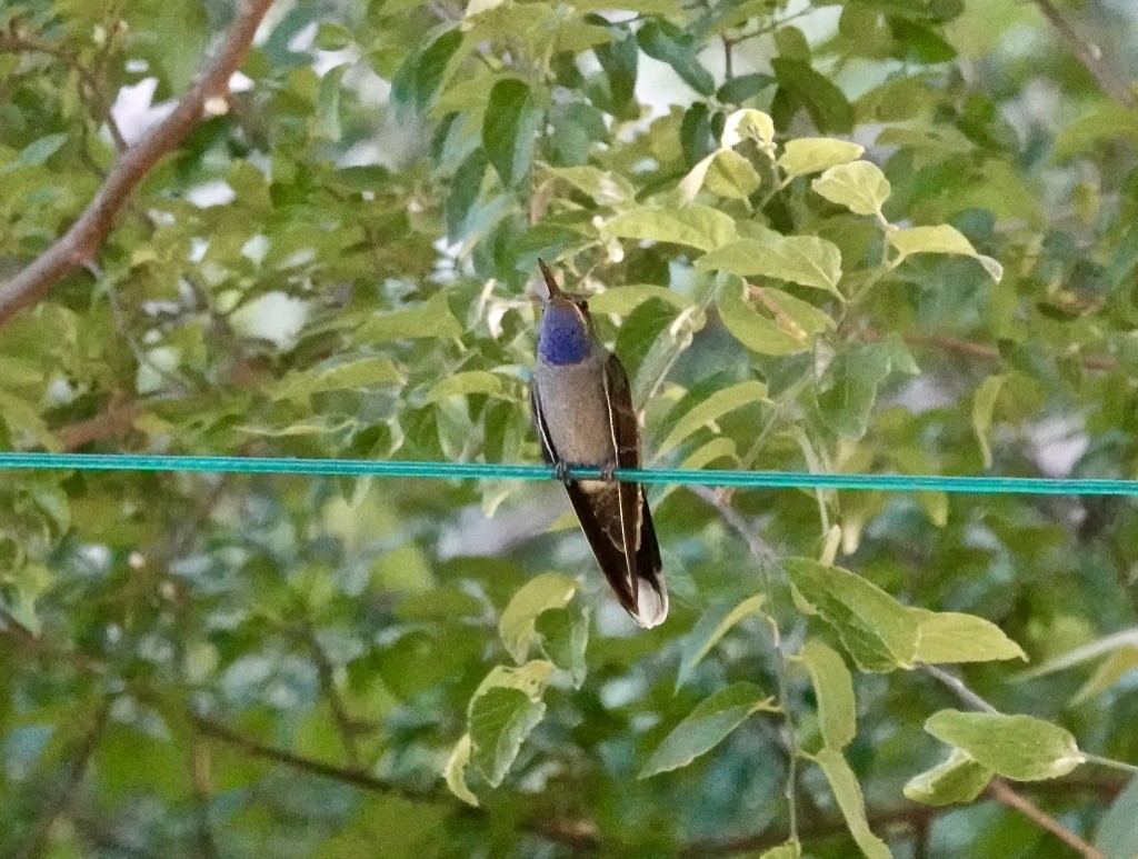 kolibřík blankytohrdlý - ML619825713