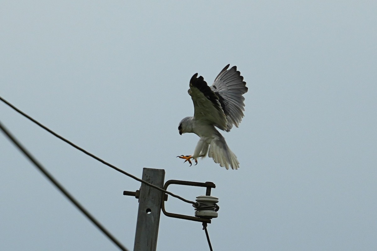 Black-winged Kite - ML619825720