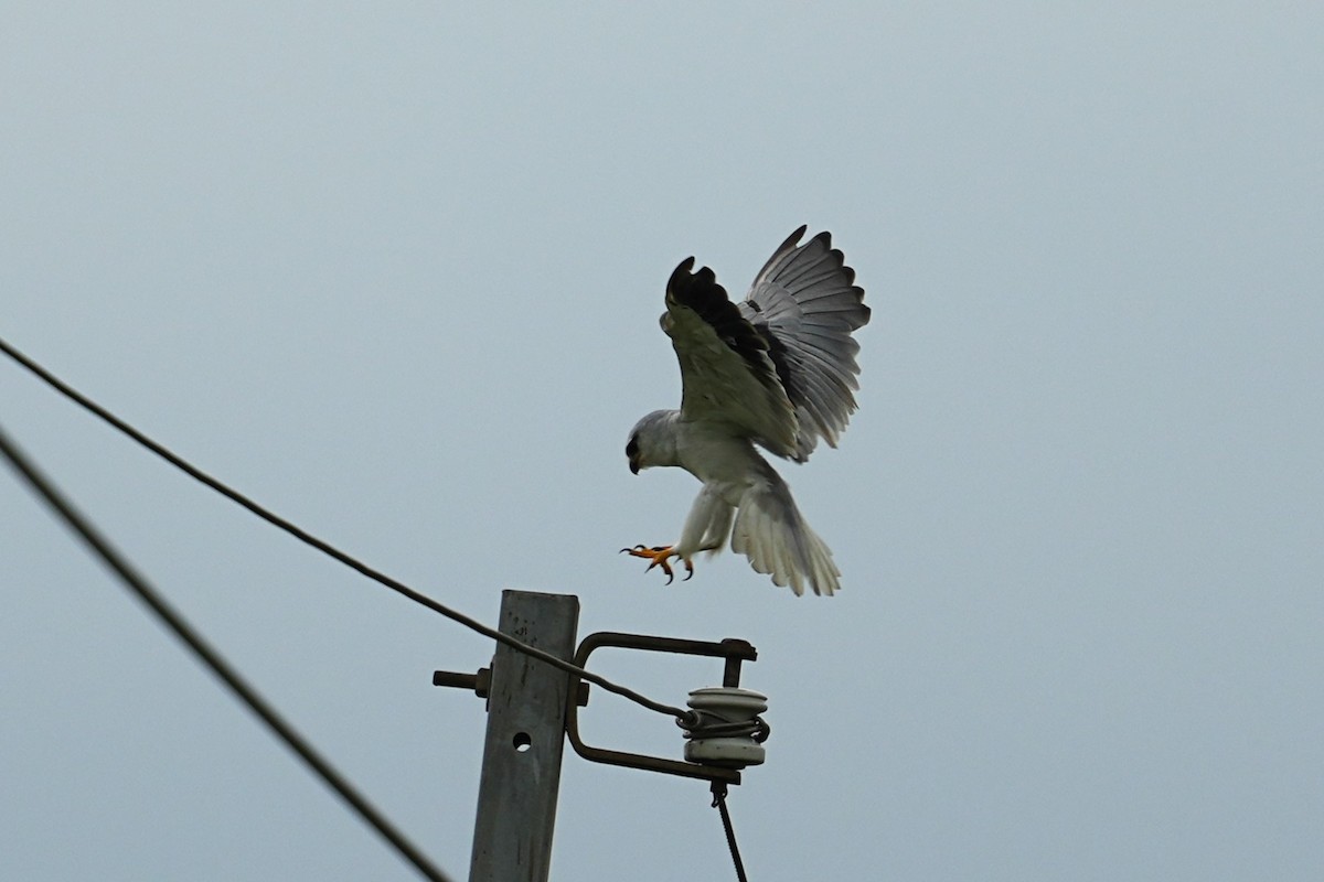 黑翅鳶 - ML619825720