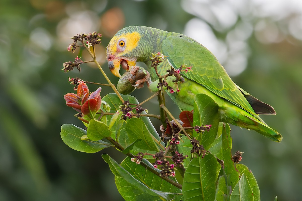Yellow-faced Parrot - ML619825726