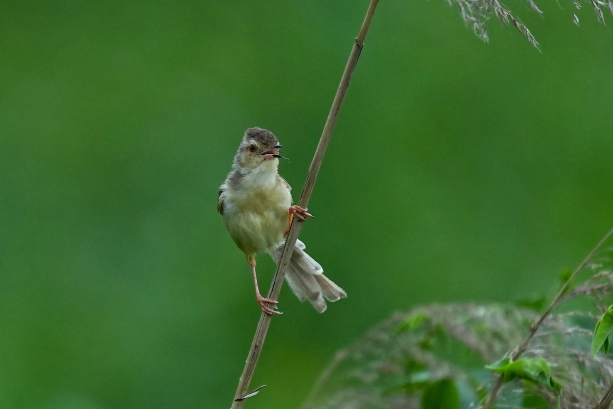 Prinia simple - ML619825729