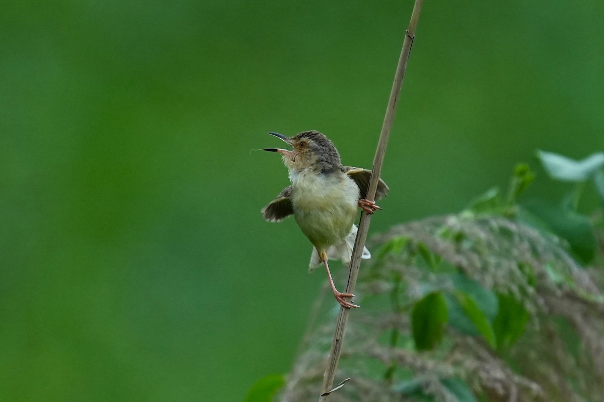 Plain Prinia - JingZu Tu