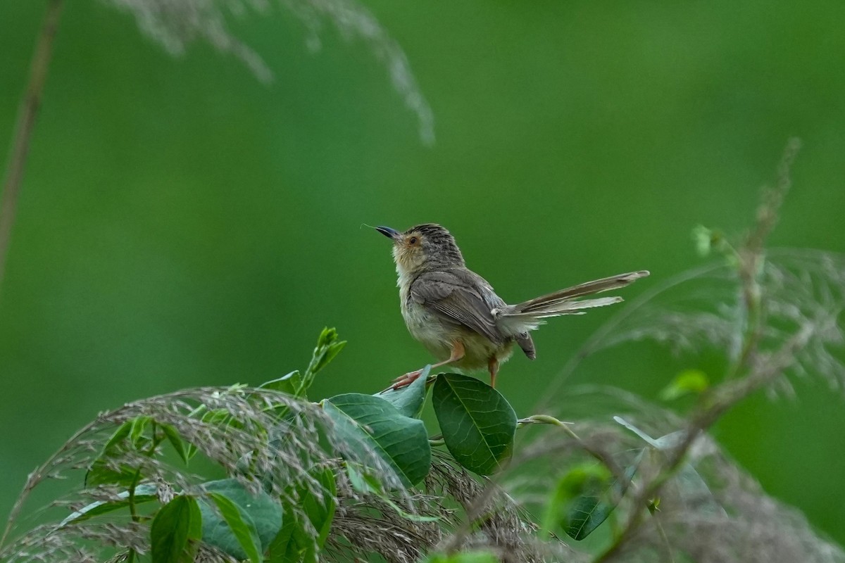 Plain Prinia - ML619825731