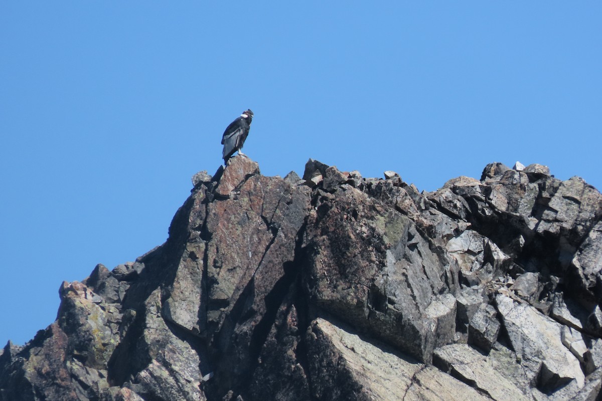 Condor des Andes - ML619825733
