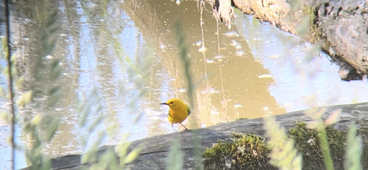 Prothonotary Warbler - ML619825734