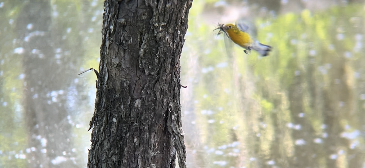Prothonotary Warbler - ML619825735