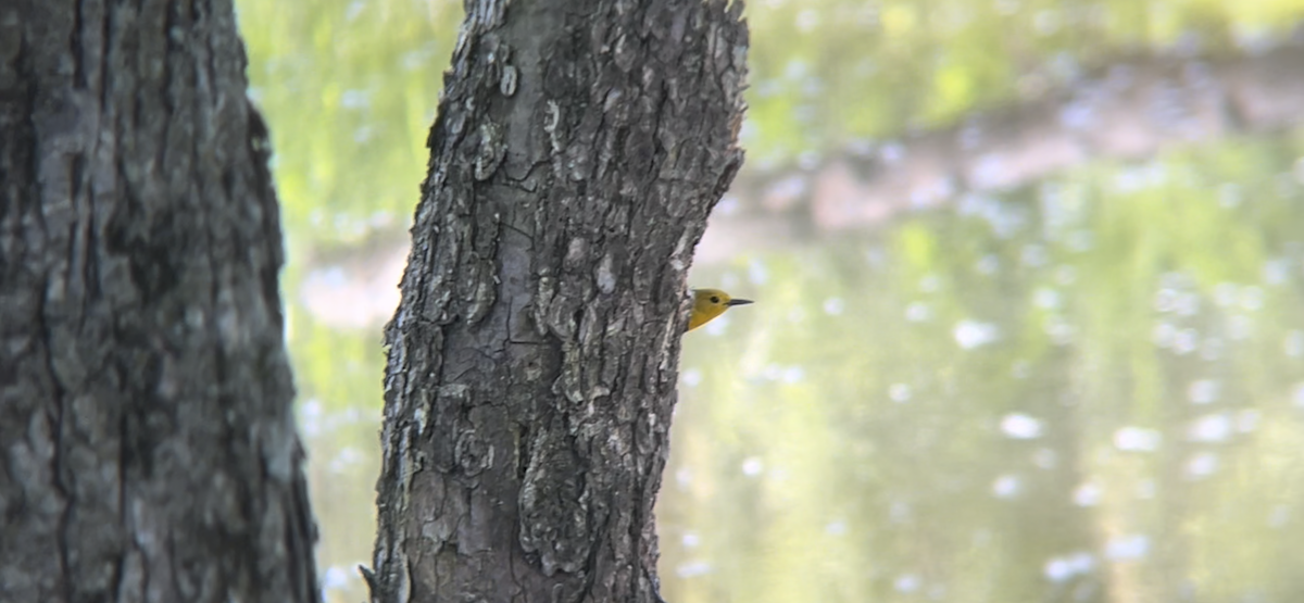 Prothonotary Warbler - ML619825736