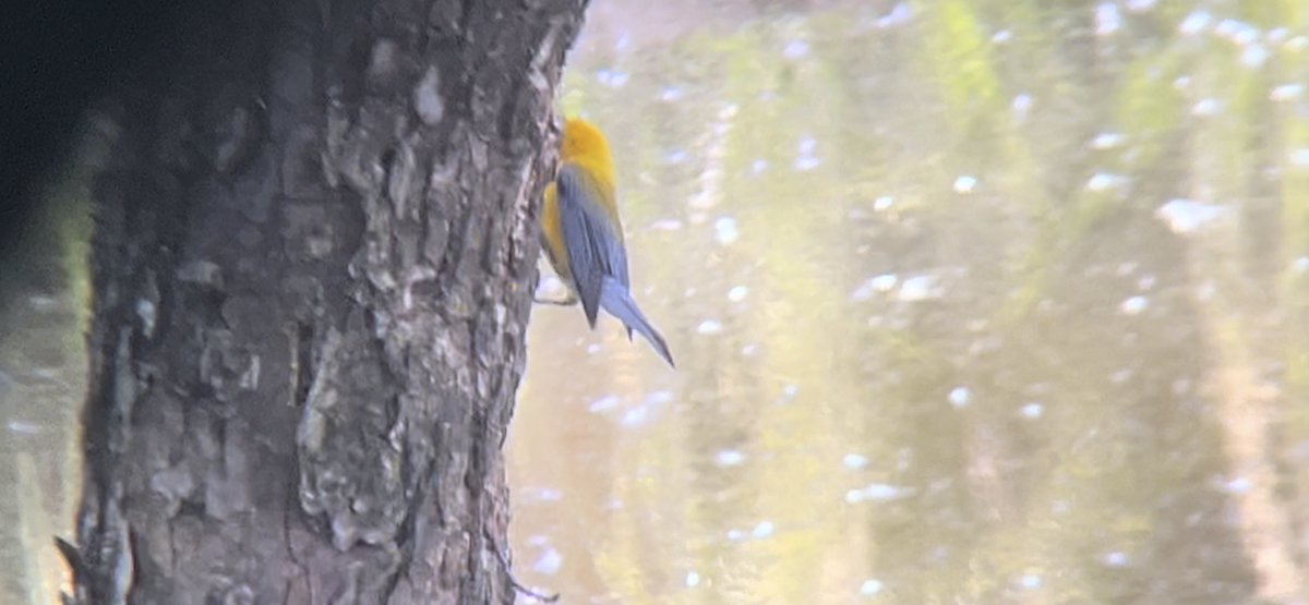Prothonotary Warbler - ML619825737