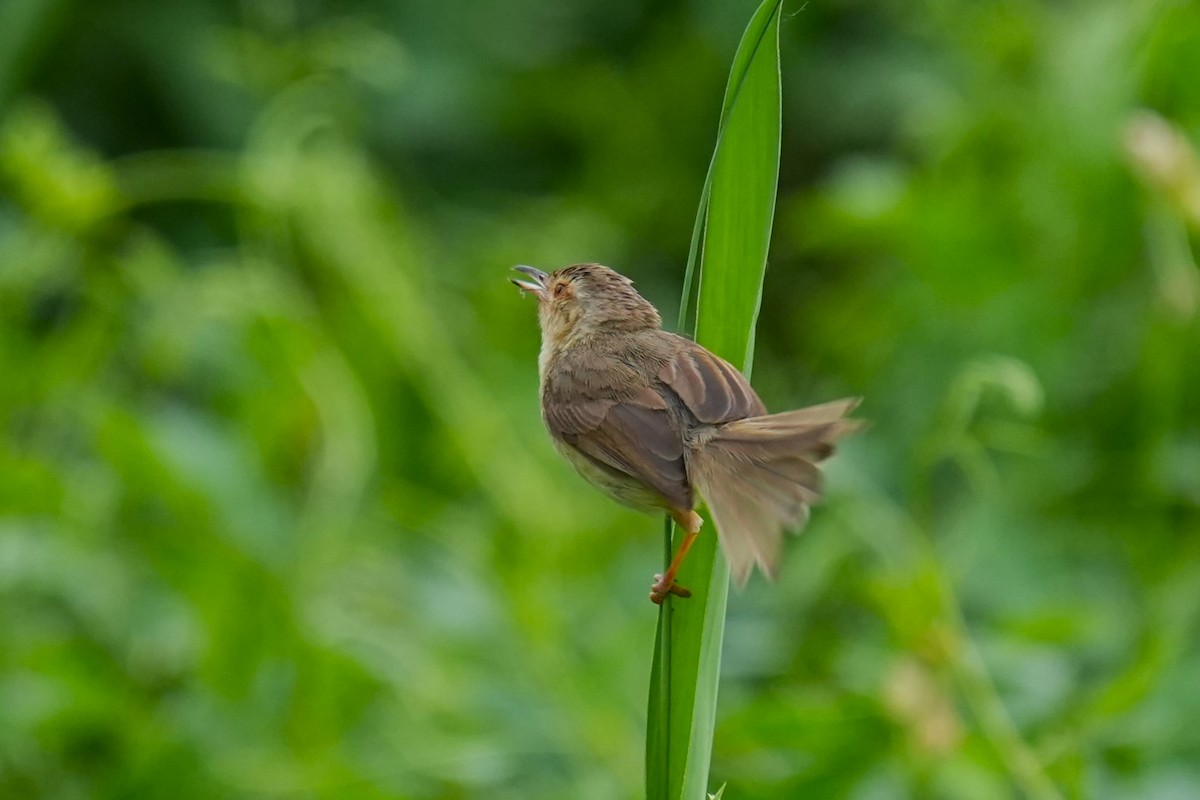 Prinia simple - ML619825741