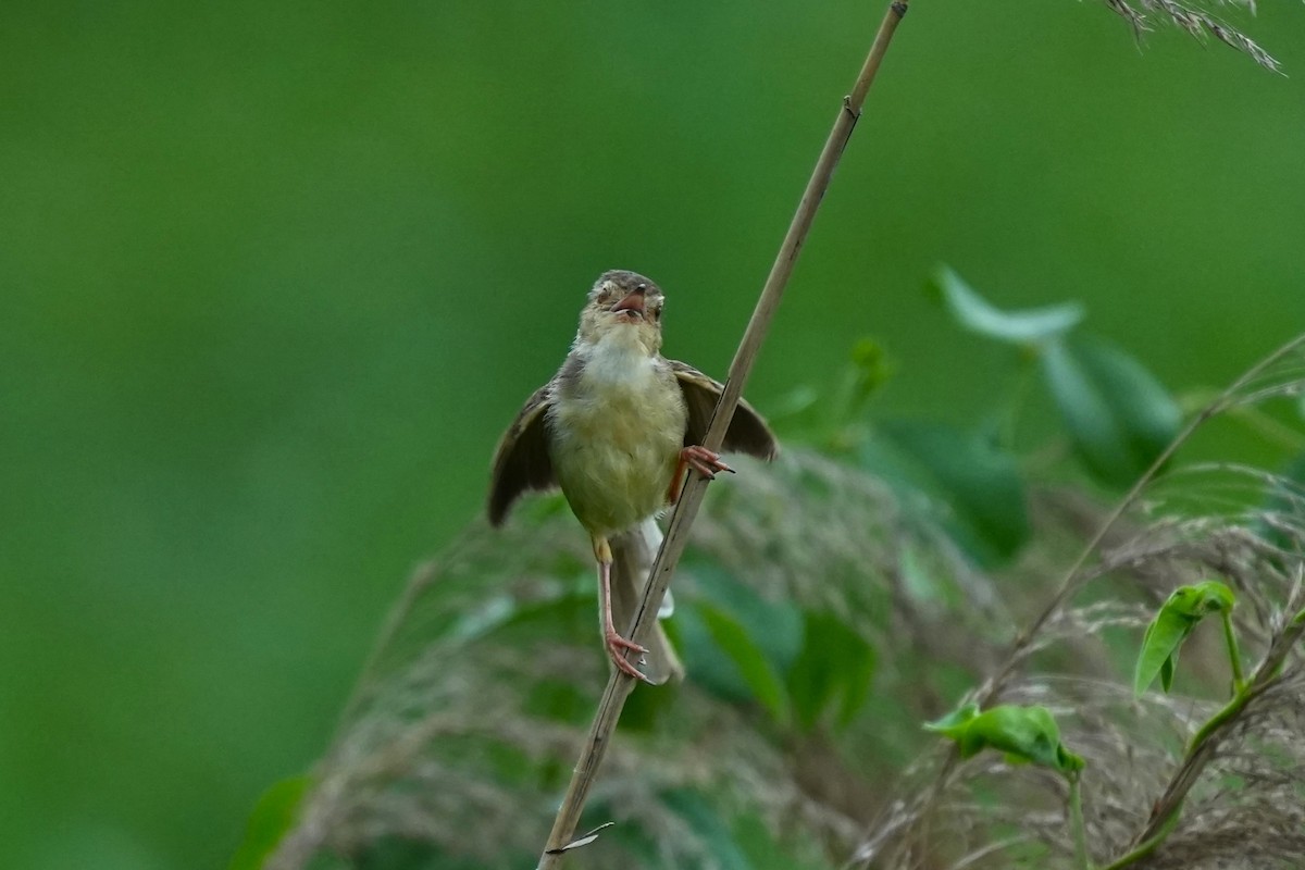 Plain Prinia - ML619825742