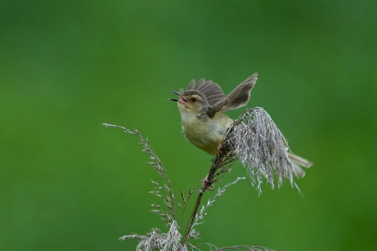 Plain Prinia - JingZu Tu