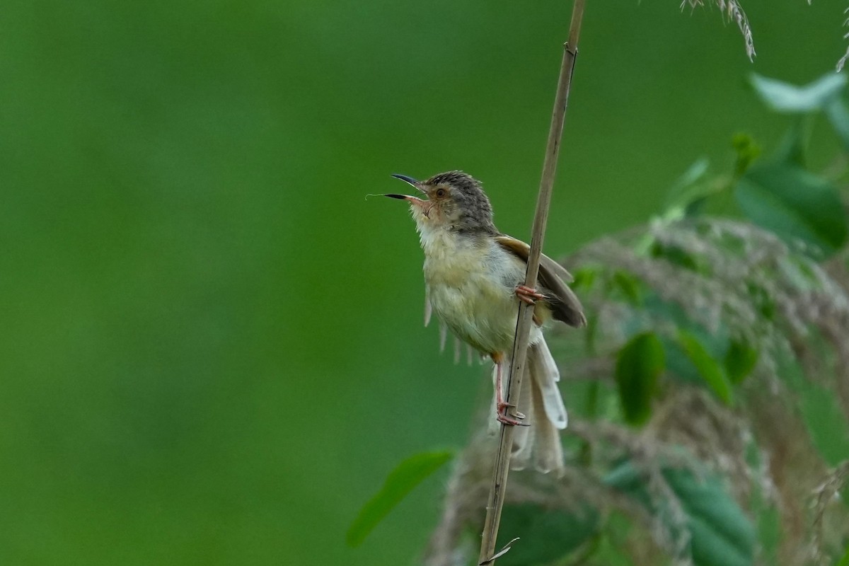 Plain Prinia - JingZu Tu