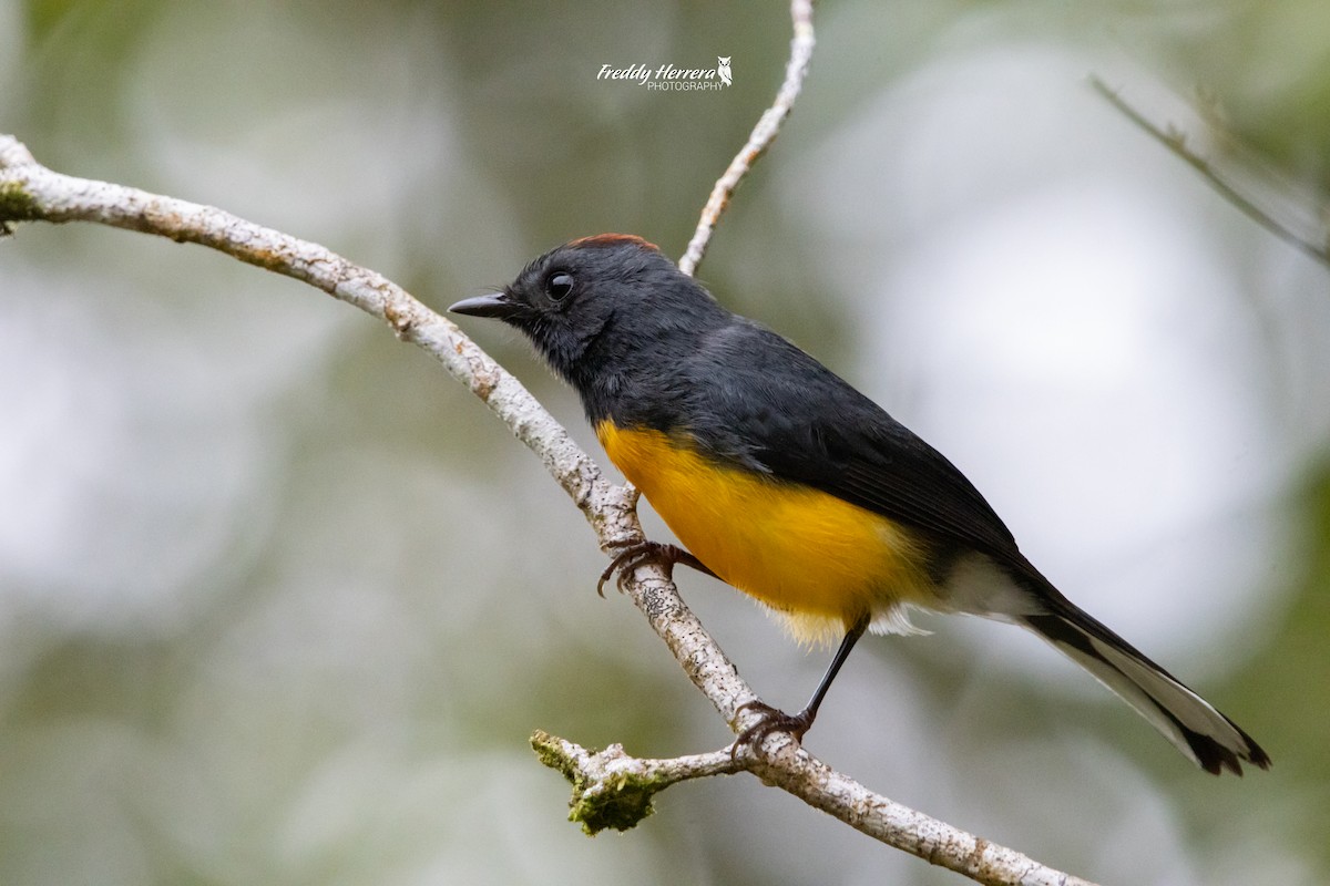 Slate-throated Redstart - ML619825750