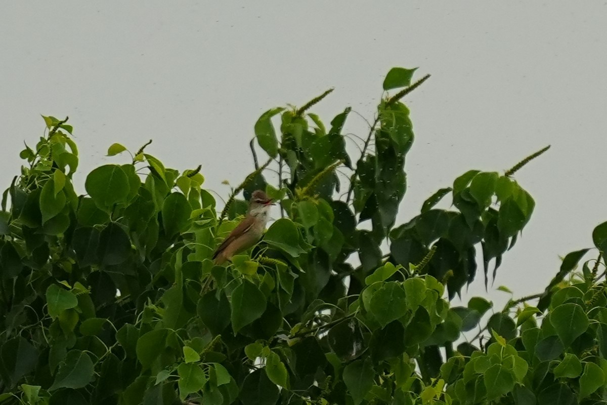 Oriental Reed Warbler - ML619825752