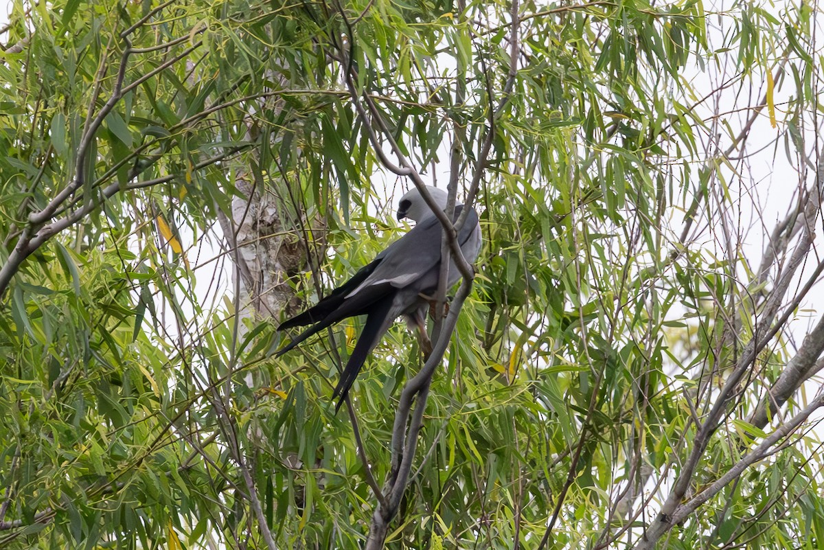 Mississippi Kite - ML619825794