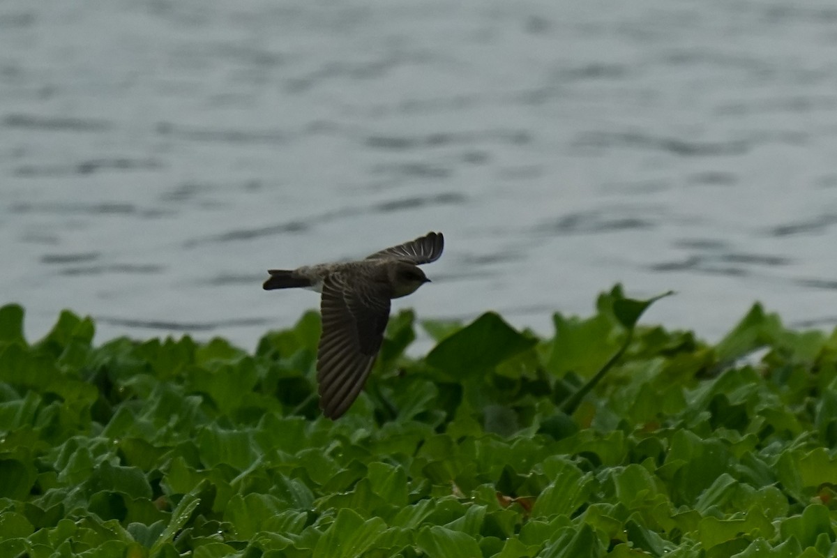 Gray-throated Martin - ML619825798