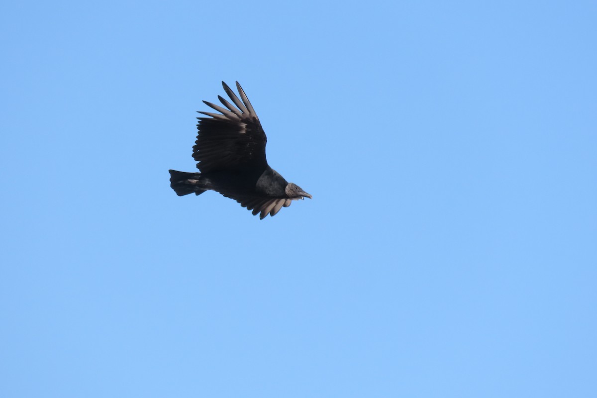 Black Vulture - ML619825800