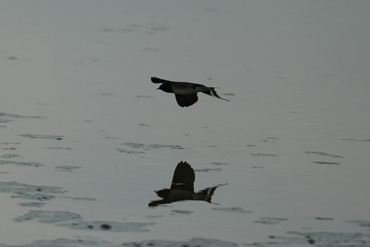 Golondrina Común - ML619825801