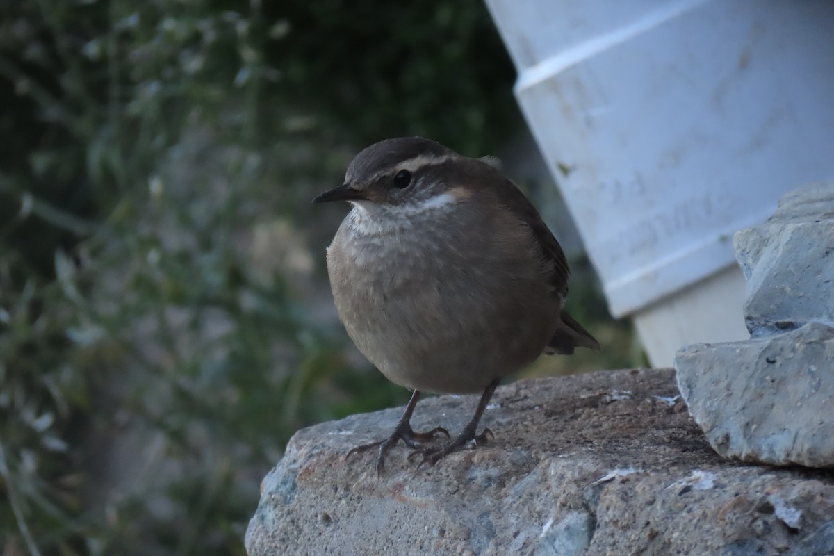 Buff-winged Cinclodes - ML619825823