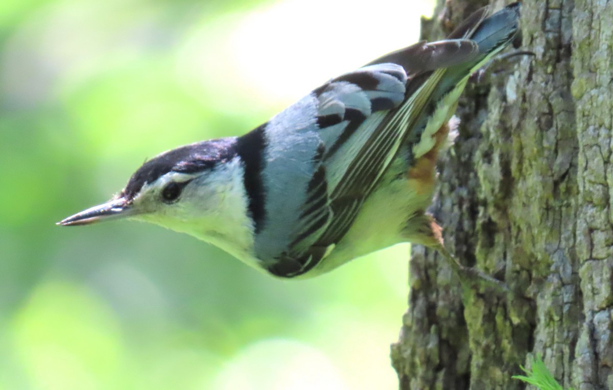 White-breasted Nuthatch - ML619825824