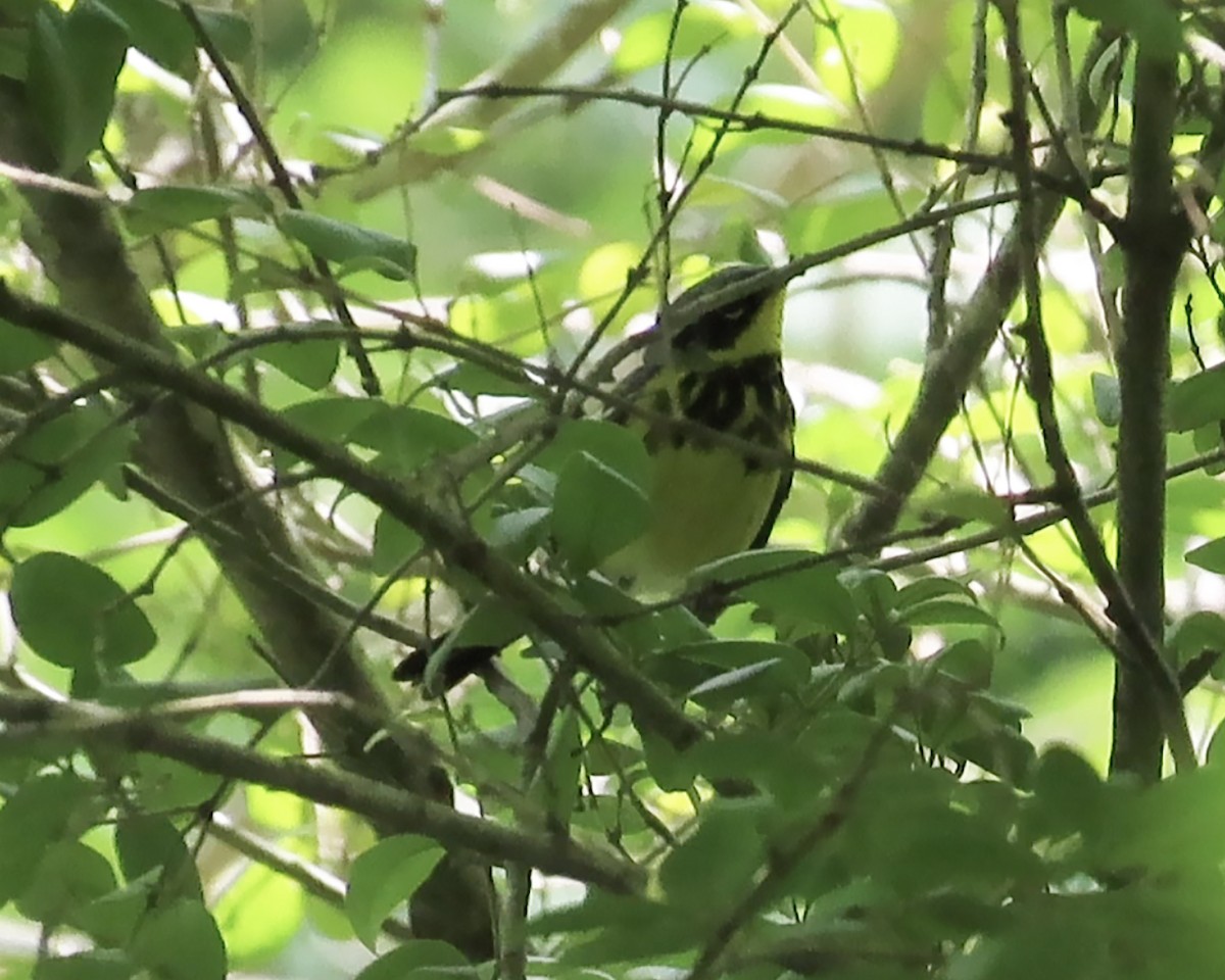 Magnolia Warbler - ML619825839