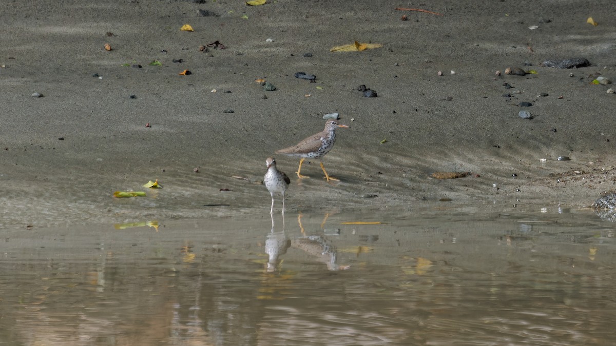 Spotted Sandpiper - ML619825842