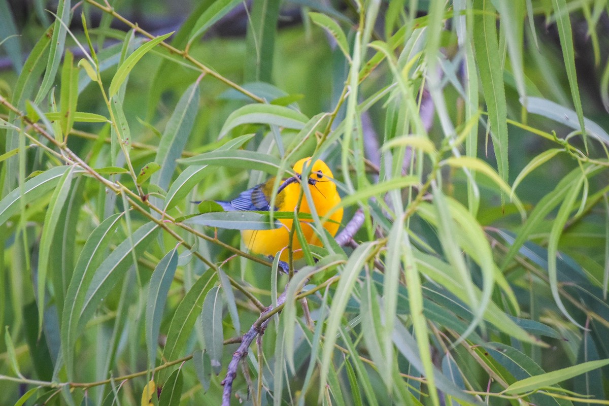 Prothonotary Warbler - ML619825882