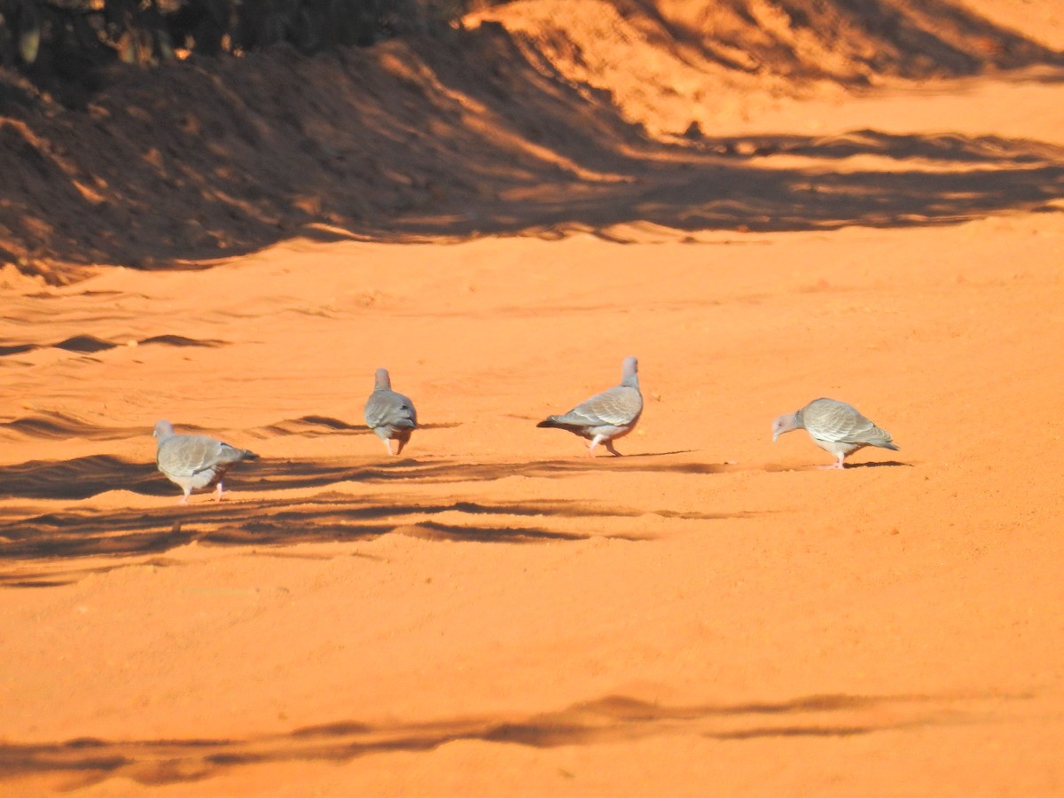 Pigeon picazuro - ML619825908