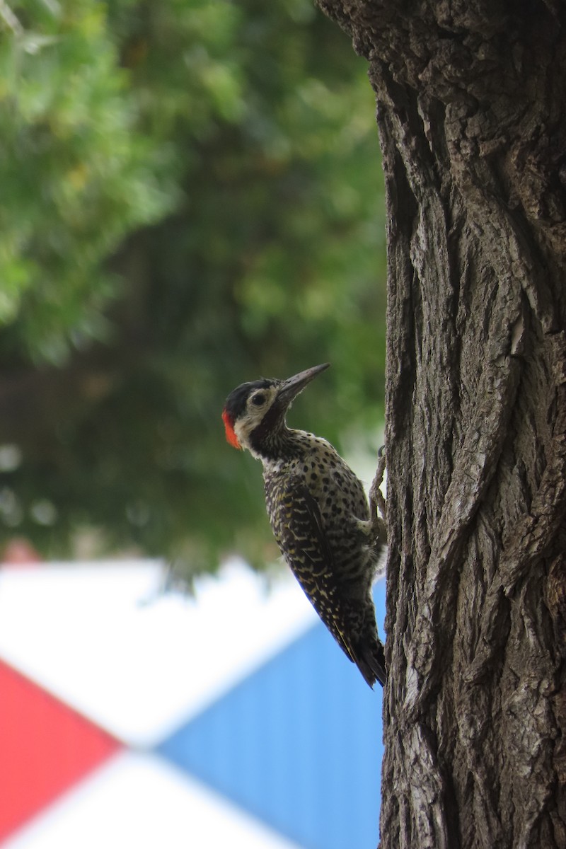 Green-barred Woodpecker - ML619825909